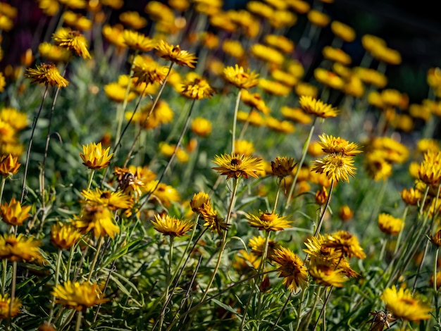 Free photo jacobaea vulgaris garden surrounded by grass