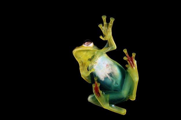 Jade tree frog closeup on green leaves Indonesian tree frog Rhacophorus dulitensis or Jade tree frog closeup