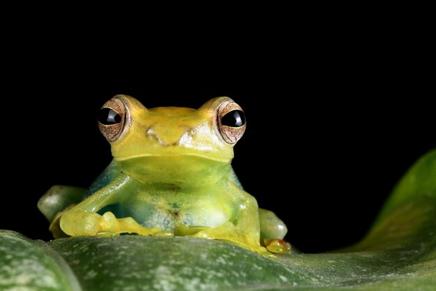 Jade tree frog closeup on green leaves Indonesian tree frog Rhacophorus dulitensis or Jade tree frog closeup