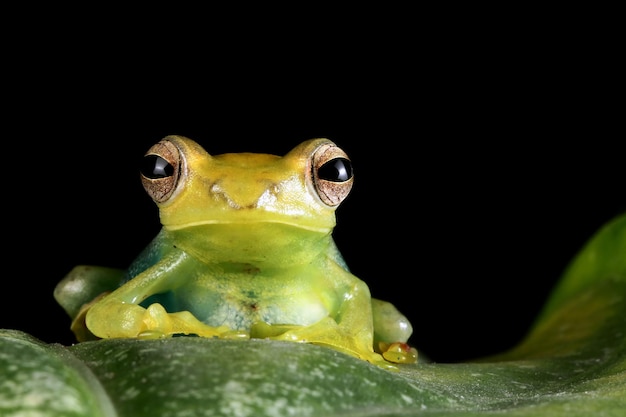 Jade tree frog closeup on green leaves Indonesian tree frog Rhacophorus dulitensis or Jade tree frog closeup