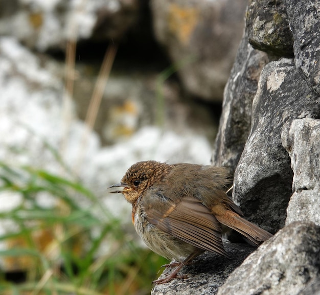 Japanese accentor bird perched in a hole