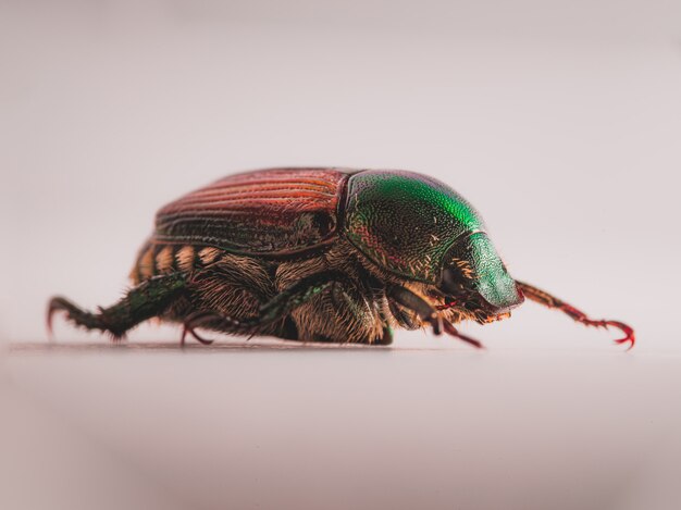 Japanese Beetle (Popillia japonica)