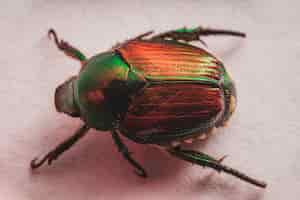 Free photo japanese beetle