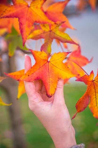 Японский клен - Acer palmatum ssp Amoenum