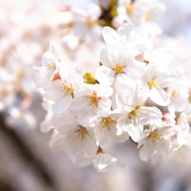 Japanese peach tree blossom in daylight