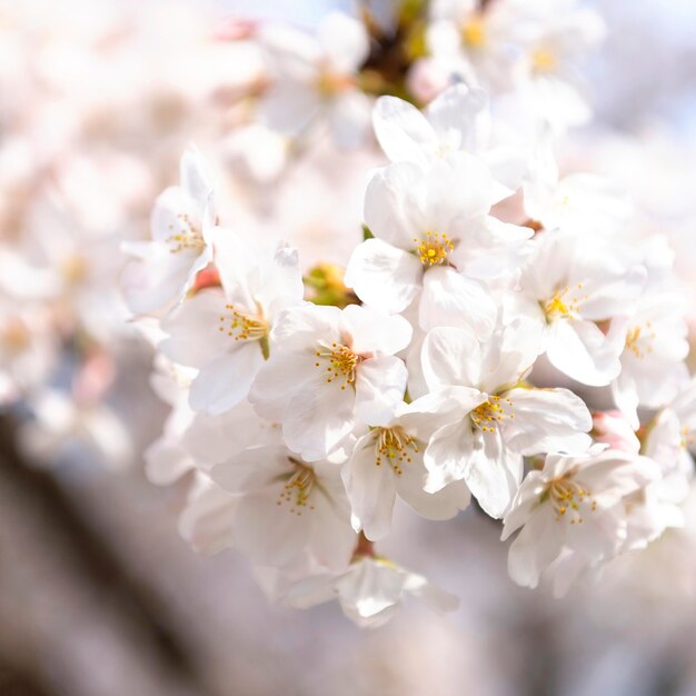 Japanese peach tree blossom in daylight