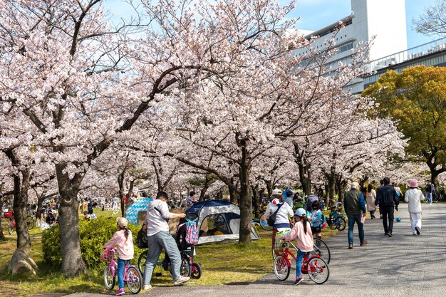 Japanese peach tree blossom in daylight