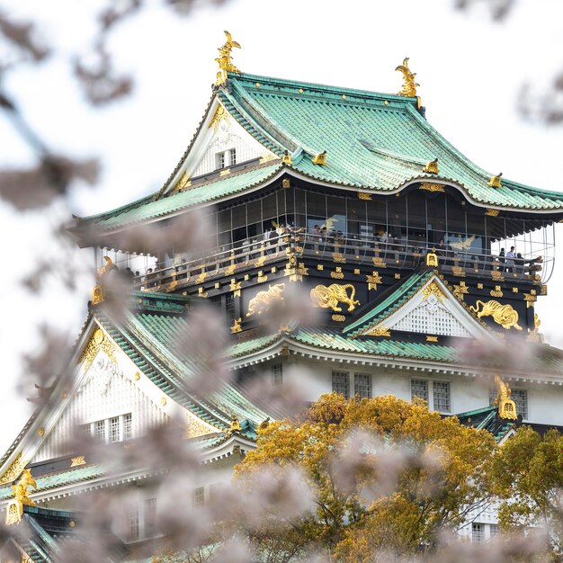 日光の下で日本の桃の木の花