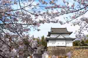 Free photo japanese peach tree blossom