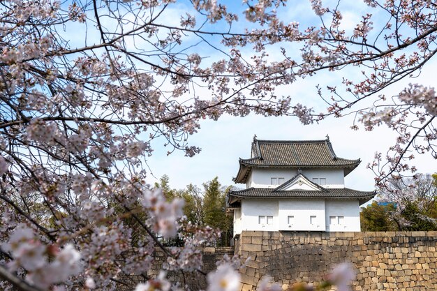 日本の桃の木の花