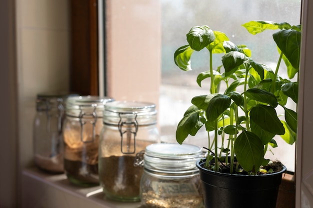 瓶と植物の配置