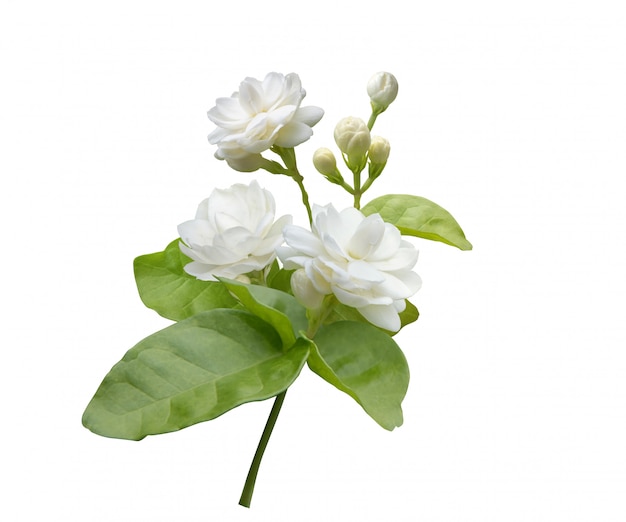 Jasmine flower isolated