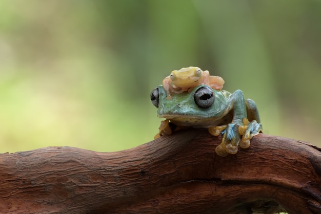 頭にアマガエルモドキを乗せたジャワの空飛ぶカエル Rhacophorus Reinwarditii プレミアム写真