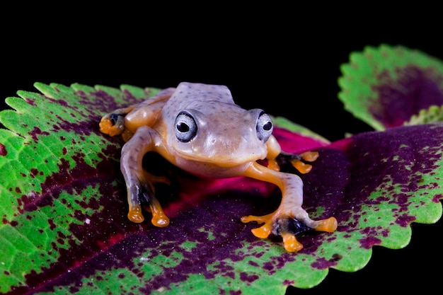 Free photo javan tree frog children look cute on the leaves with black background