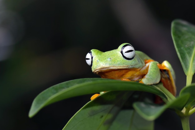 Javan tree frog closeup on green leaves