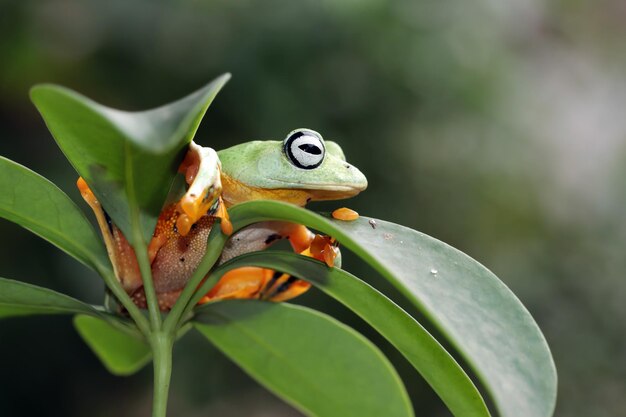 Javan tree frog closeup on green leaves