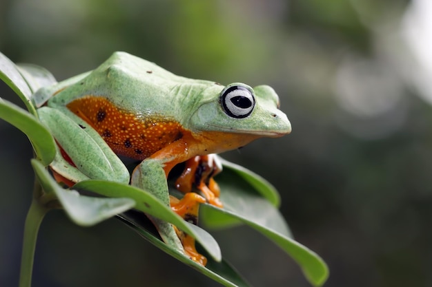 Javan tree frog closeup on green leaves