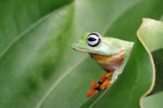 Javan tree frog closeup on green leaves