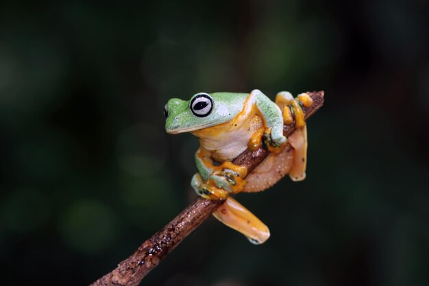 Яванская древесная лягушка крупным планом на зеленых листьях