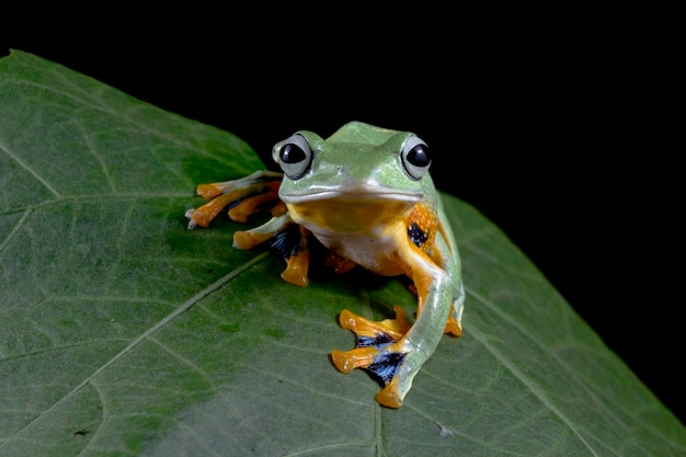 Бесплатное фото Яванская древесная лягушка крупным планом на зеленых листьях