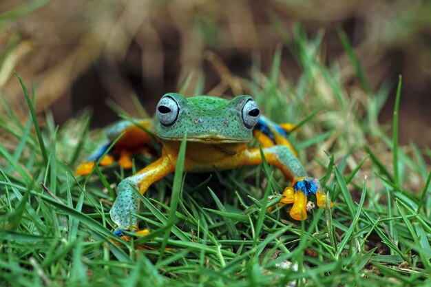 草の上のジャワのアマガエル正面図飛んでいるカエルは笑っているように見えます