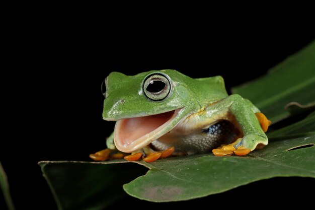 Javan tree frog front view on green leaf