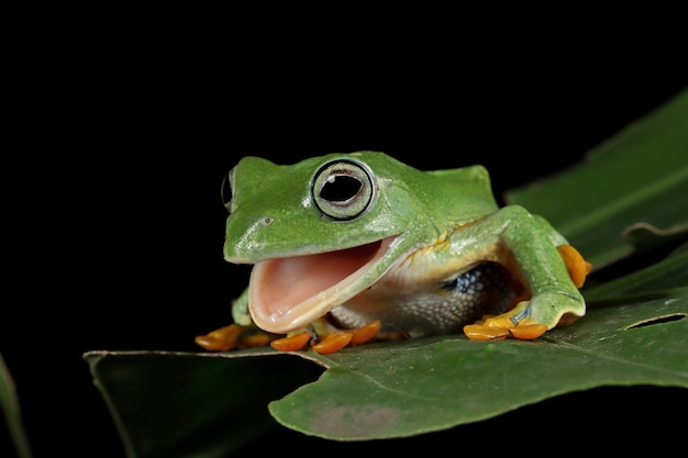 緑の葉の上のジャワアマガエル正面図