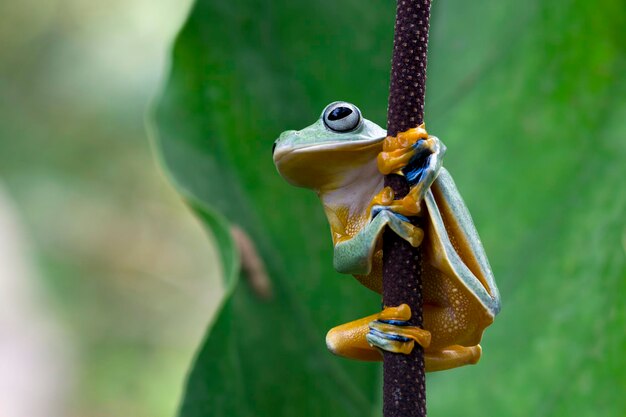 Яванская древесная лягушка, вид спереди на зеленые листья Rhacophorus reinwrdtii на ветке Яванская древесная лягушка на цветке
