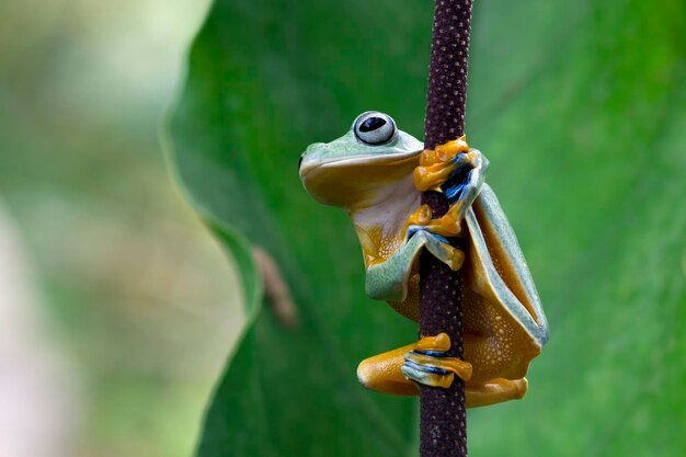 Javan tree frog front view on green leaves Rhacophorus reinwrdtii on branch Javan tree frog on flower