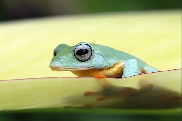 Javan tree frog front view on green leaves