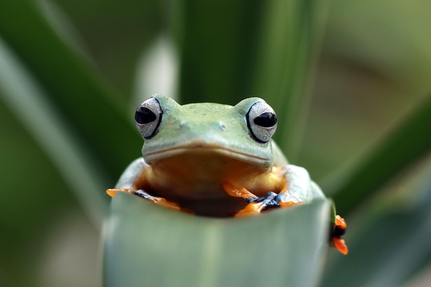 緑の葉のジャワアマガエル正面図