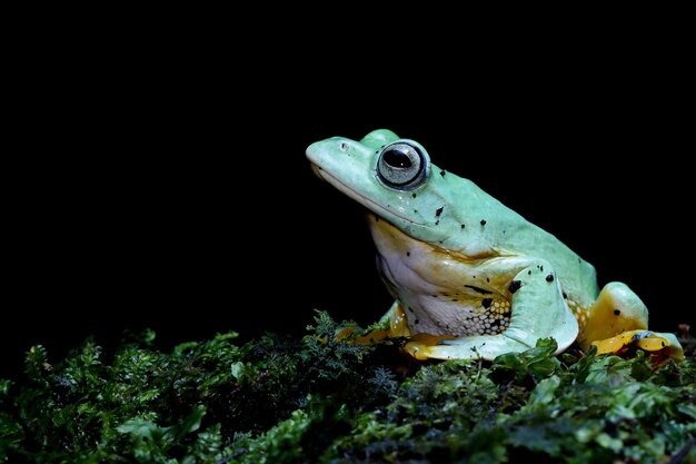 Javan tree frog front view on green moss with black background