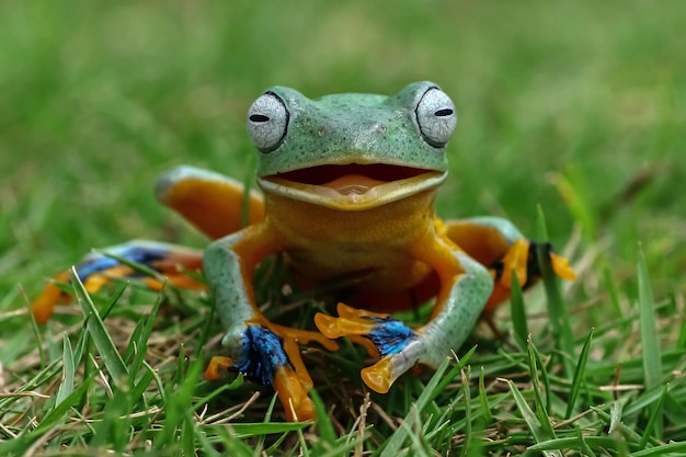 Бесплатное фото Вид спереди яванской древесной лягушки на траве летающая лягушка выглядит как смеющаяся