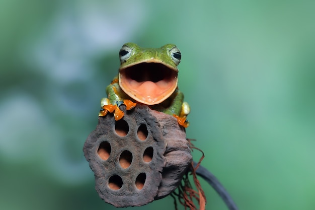 Javan tree frog front view on orange fruit