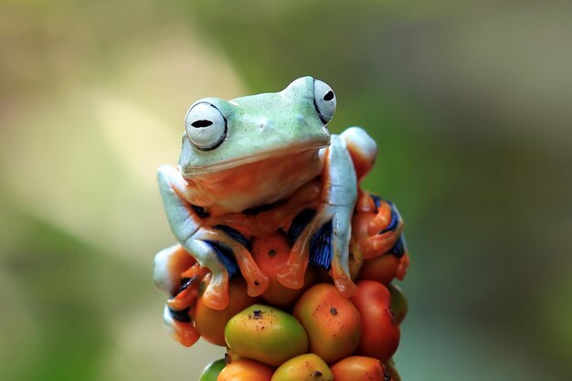 Javan tree frog front view on orange fruit