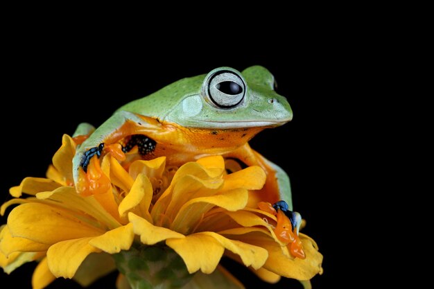 Javan tree frog front view on yellow flower