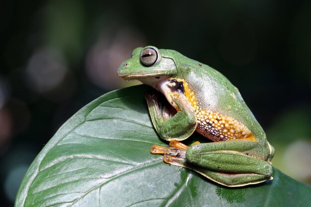 Javan tree frog on a leaf
