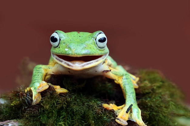 Javan tree frog male closeup face rhacophorus reinwardtii tree frog