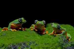 Free photo javan tree frog siitting on moss with black background