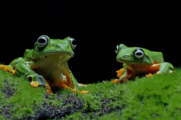 黒の背景を持つ苔に座っているジャワのアマガエル