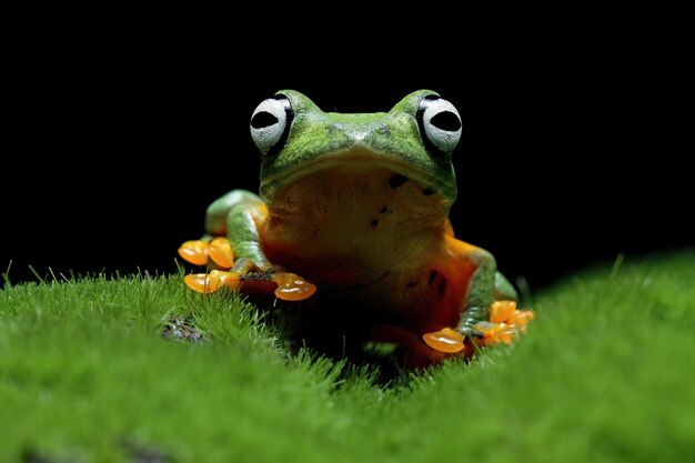 黒の背景を持つ苔に座っているジャワのアマガエル