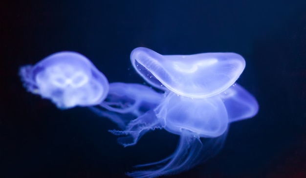 Free photo jellyfish in deep dark water