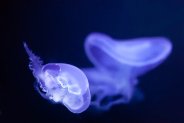 jellyfish in deep  water