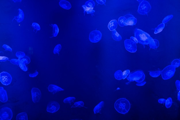 Free photo jellyfish in tank