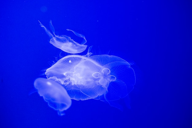 Free photo jellyfish in water tank