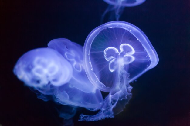 медуза в воде