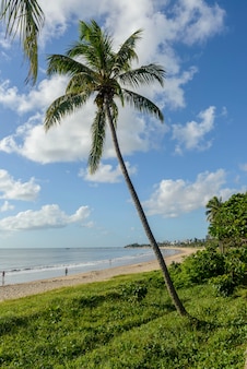 2021년 5월 25일 브라질 파라이바 주앙 페소아 코코넛 나무가 있는 마나이라 해변.