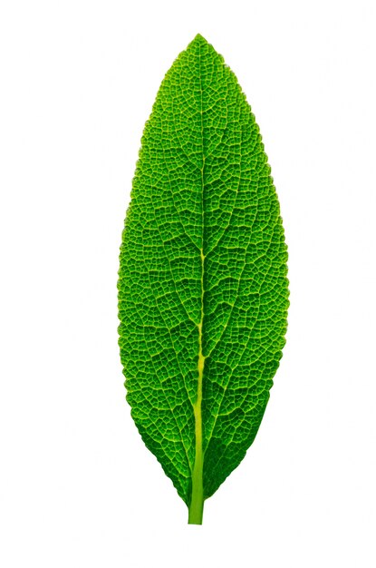 육즙이 녹색 잎