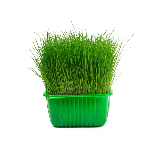 Сочная молодая зеленая трава, изолированная на белом