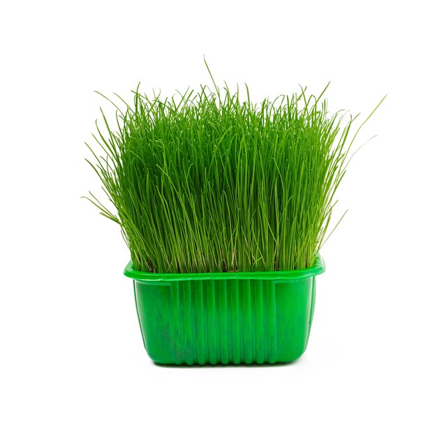 Juicy young green grass isolated on white